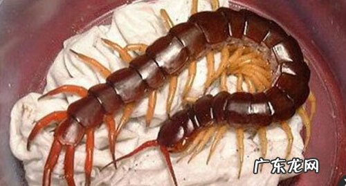 风水蜈蚣地 风水蜈蚣穴名称大全