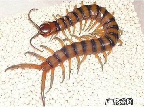 风水蜈蚣地 风水蜈蚣穴名称大全