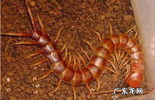 风水蜈蚣地 风水蜈蚣穴名称大全