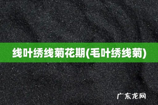 毛叶绣线菊 线叶绣线菊花期
