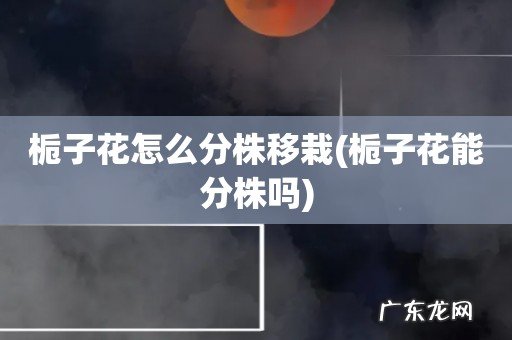 栀子花能分株吗 栀子花怎么分株移栽