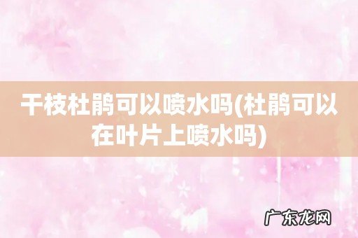 杜鹃可以在叶片上喷水吗 干枝杜鹃可以喷水吗