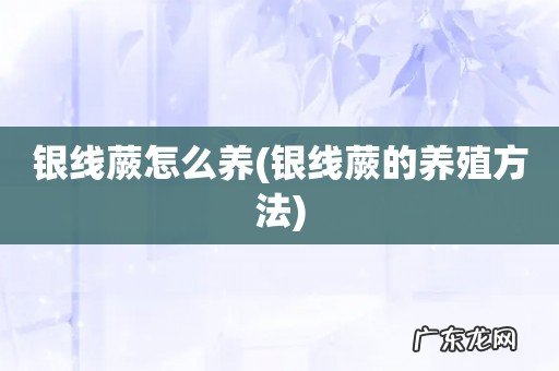 银线蕨的养殖方法 银线蕨怎么养