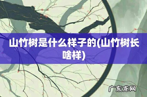 山竹树长啥样 山竹树是什么样子的