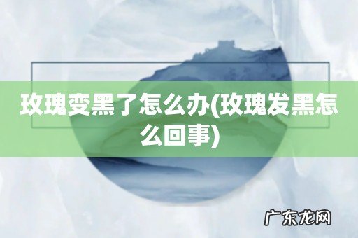 玫瑰发黑怎么回事 玫瑰变黑了怎么办