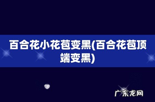 百合花苞顶端变黑 百合花小花苞变黑