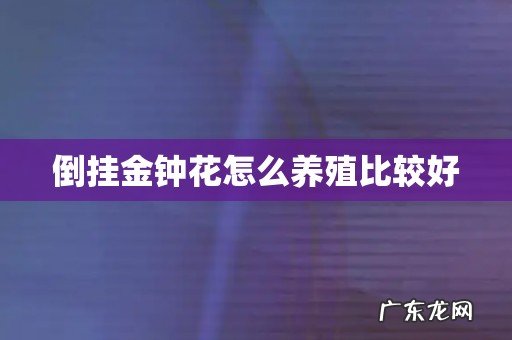 倒挂金钟花怎么养殖比较好