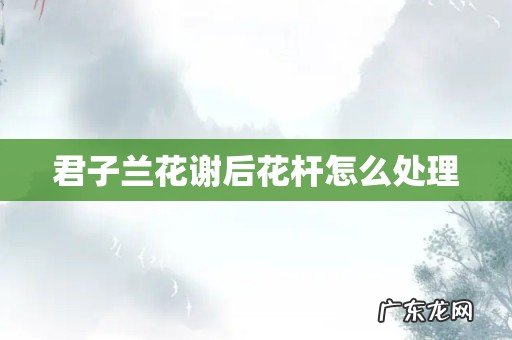 君子兰花谢后花杆怎么处理