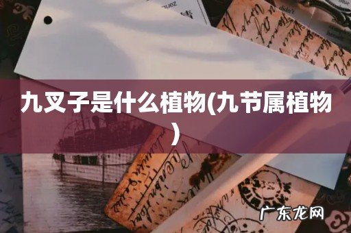 九节属植物 九叉子是什么植物