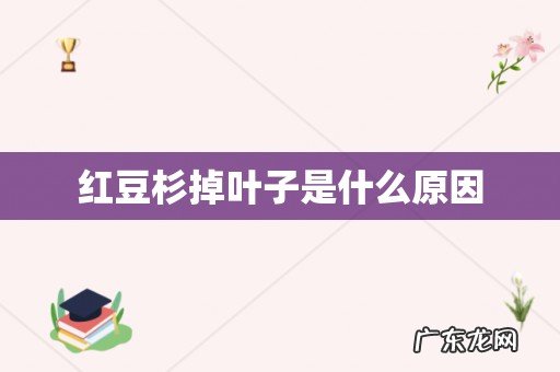 红豆杉掉叶子是什么原因
