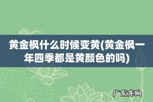 黄金枫一年四季都是黄颜色的吗 黄金枫什么时候变黄