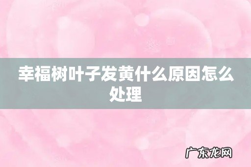 幸福树叶子发黄什么原因怎么处理