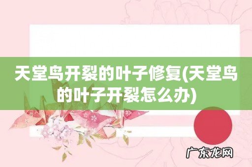 天堂鸟的叶子开裂怎么办 天堂鸟开裂的叶子修复