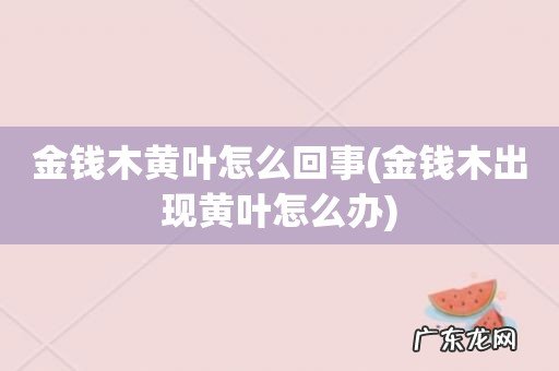 金钱木出现黄叶怎么办 金钱木黄叶怎么回事