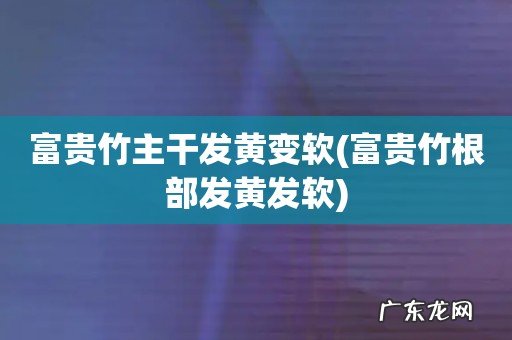 富贵竹根部发黄发软 富贵竹主干发黄变软