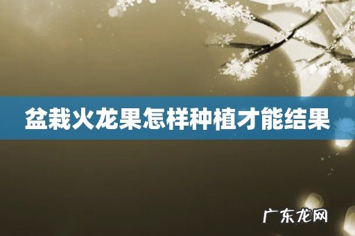 盆栽火龙果怎样种植才能结果