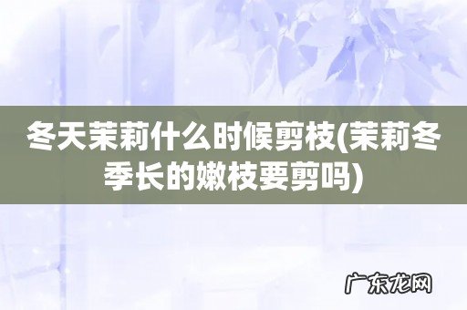 茉莉冬季长的嫩枝要剪吗 冬天茉莉什么时候剪枝