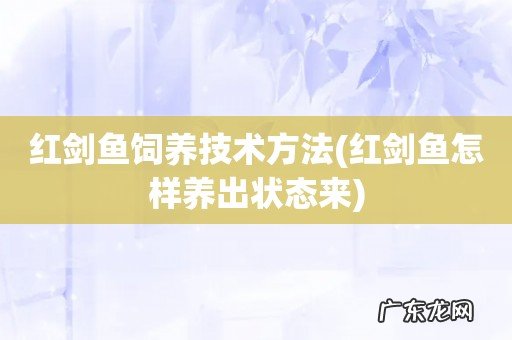 红剑鱼怎样养出状态来 红剑鱼饲养技术方法