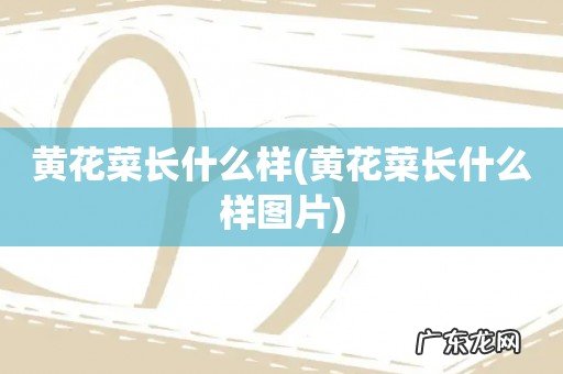 黄花菜长什么样图片 黄花菜长什么样