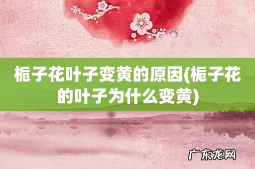 栀子花的叶子为什么变黄 栀子花叶子变黄的原因