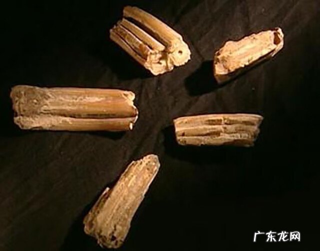 五星奇龙怪地风水 蛟龙风水地