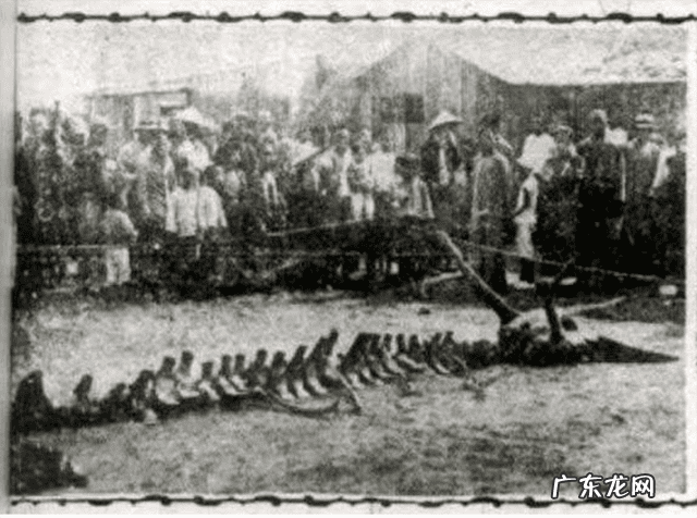 五星奇龙怪地风水 蛟龙风水地