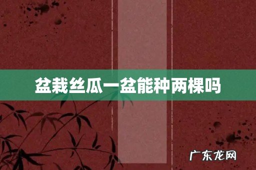 盆栽丝瓜一盆能种两棵吗