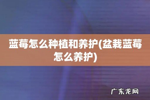 盆栽蓝莓怎么养护 蓝莓怎么种植和养护