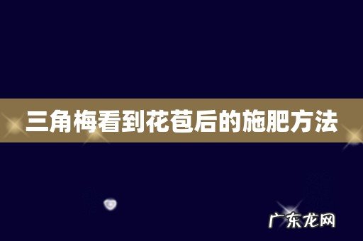 三角梅看到花苞后的施肥方法