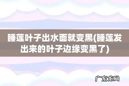 睡莲发出来的叶子边缘变黑了 睡莲叶子出水面就变黑