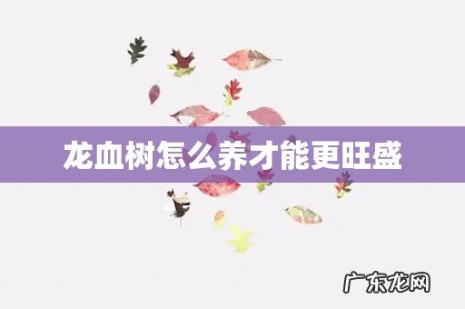龙血树怎么养才能更旺盛