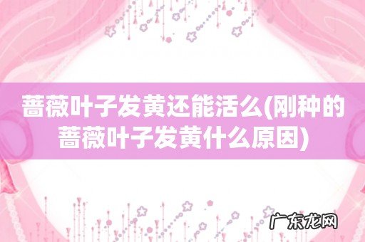 刚种的蔷薇叶子发黄什么原因 蔷薇叶子发黄还能活么