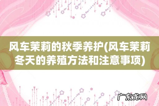 风车茉莉冬天的养殖方法和注意事项 风车茉莉的秋季养护