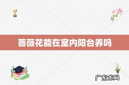 蔷薇花能在室内阳台养吗