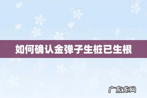 如何确认金弹子生桩已生根