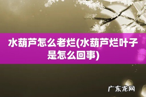 水葫芦烂叶子是怎么回事 水葫芦怎么老烂