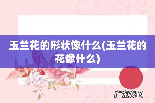 玉兰花的花像什么 玉兰花的形状像什么