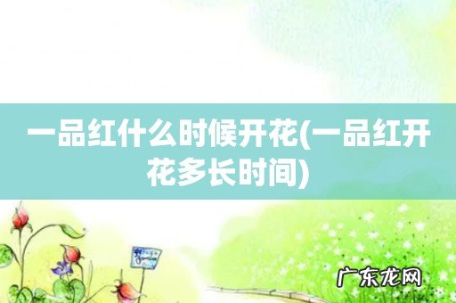 一品红开花多长时间 一品红什么时候开花