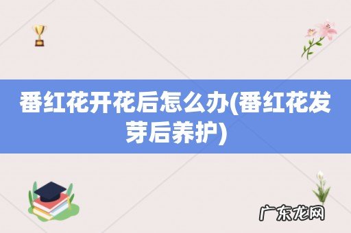 番红花发芽后养护 番红花开花后怎么办