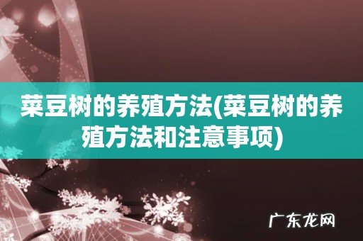 菜豆树的养殖方法和注意事项 菜豆树的养殖方法