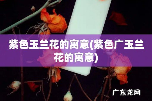 紫色广玉兰花的寓意 紫色玉兰花的寓意