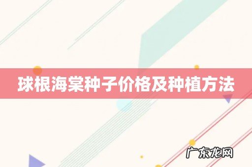 球根海棠种子价格及种植方法