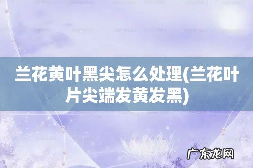 兰花叶片尖端发黄发黑 兰花黄叶黑尖怎么处理