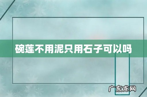 碗莲不用泥只用石子可以吗