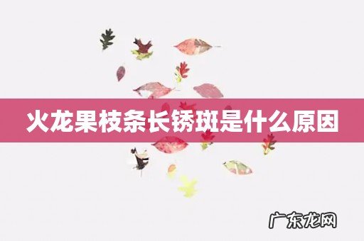 火龙果枝条长锈斑是什么原因