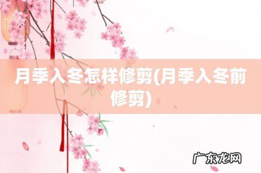 月季入冬前修剪 月季入冬怎样修剪