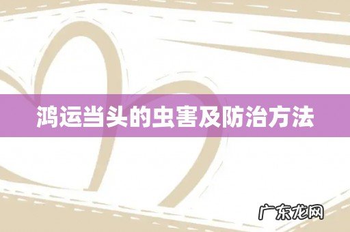 鸿运当头的虫害及防治方法