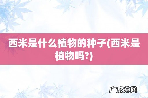 西米是植物吗? 西米是什么植物的种子