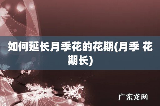 月季 花期长 如何延长月季花的花期