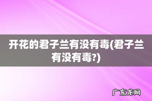君子兰有没有毒? 开花的君子兰有没有毒